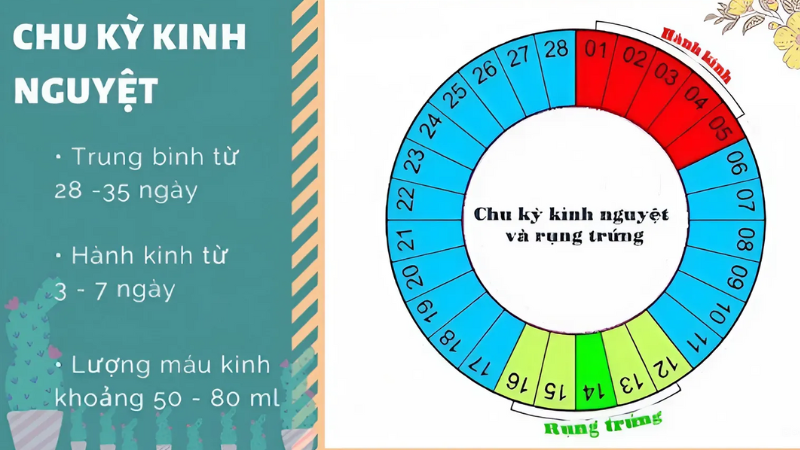 cách tính chu kỳ kinh nguyệt