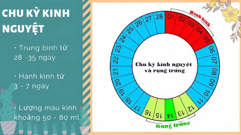 chu kỳ kinh nguyệt phụ nữ