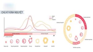 chu kỳ kinh nguyệt phụ nữ