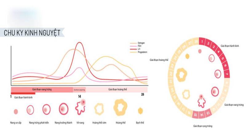 chu kỳ kinh nguyệt phụ nữ