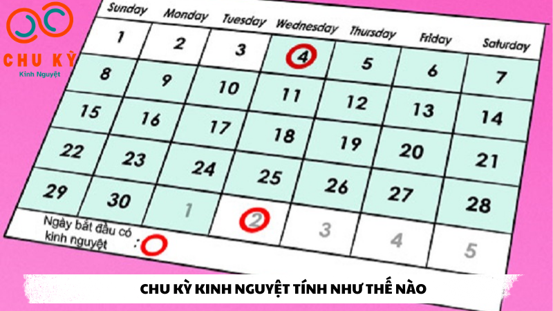 chu kỳ kinh nguyệt tính như thế nào