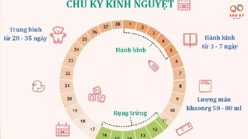 bảng tính chu kỳ kinh nguyệt để có thai