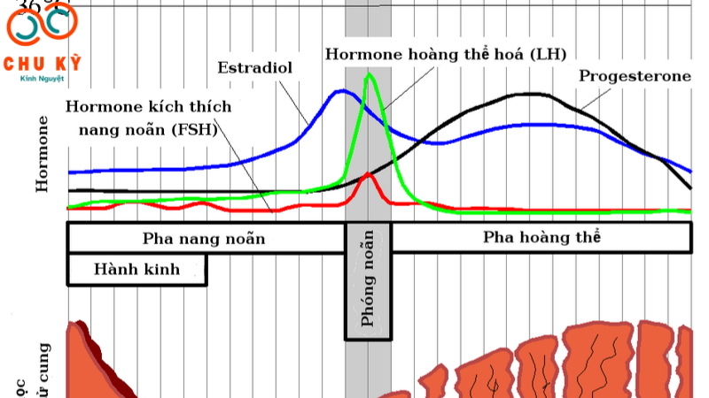 chu kỳ kinh nguyệt tính từ ngày nào