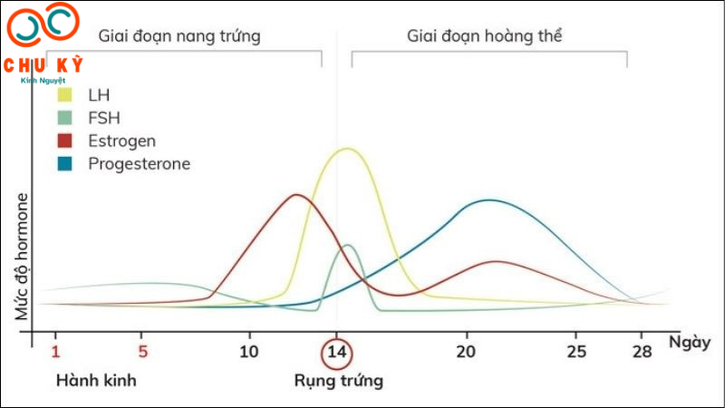 chu kỳ kinh nguyệt tính từ ngày nào