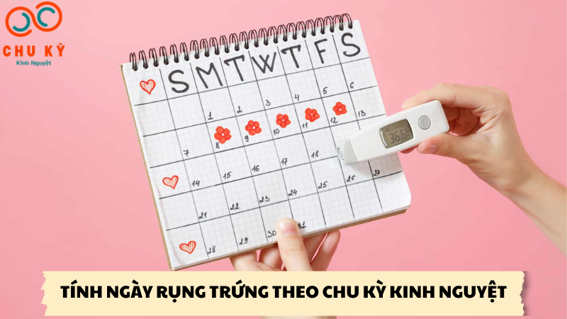 tính ngày rụng trứng theo chu kỳ kinh nguyệt